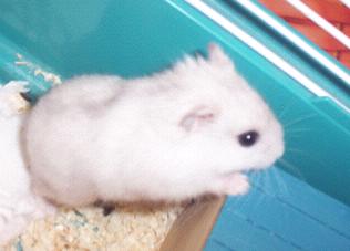 Mon Hamster